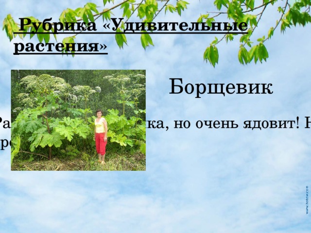  Рубрика «Удивительные растения» Борщевик Растёт выше всадника, но очень ядовит! Нельзя даже трогать! 