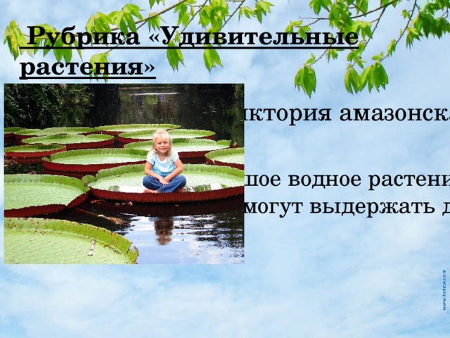  Рубрика «Удивительные растения» Виктория амазонская Самое большое водное растение. Его листья могут выдержать даже ребёнка. 