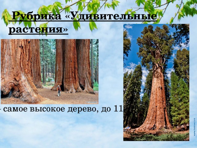  Рубрика «Удивительные растения» Секвойя — самое высокое дерево, до 110 метров! 