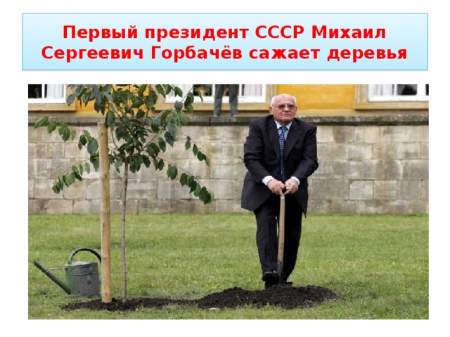 Первый президент СССР Михаил Сергеевич Горбачёв сажает деревья 