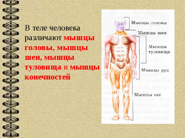 В теле человека различают мышцы головы, мышцы шеи, мышцы туловища и мышцы конечностей 