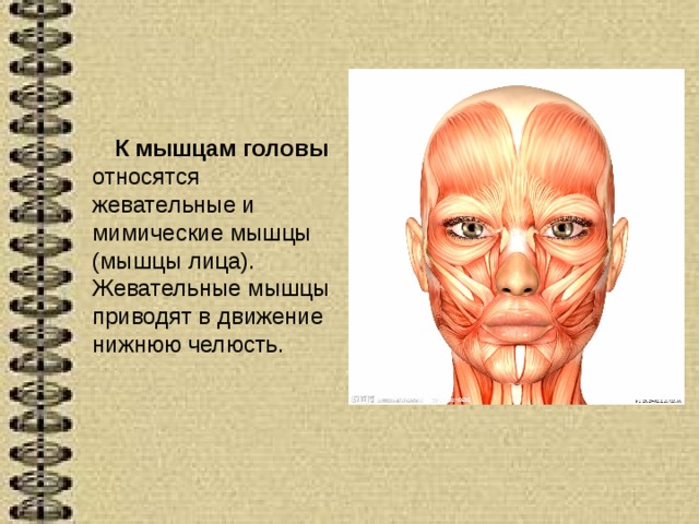 К мышцам головы относятся жевательные и мимические мышцы (мышцы лица). Жевательные мышцы приводят в движение нижнюю челюсть. 