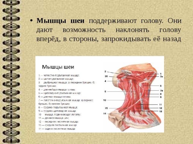 Мышцы шеи поддерживают голову. Они дают воз можность наклонять голову вперёд, в стороны, запроки дывать её назад 