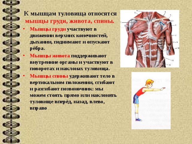 К мышцам туловища относятся мышцы груди, живота, спины. Мышцы груди участвуют в движении верхних конечностей, дыхании, поднимают и опускают рёбра. Мышцы живота поддерживают внутренние органы и участвуют в поворотах и наклонах туловища. Мышцы спины удерживают тело в вертикальном положении, сгибают и разгибают позвоночник: мы можем стоять прямо или наклонять туловище вперёд, назад, влево, вправо 