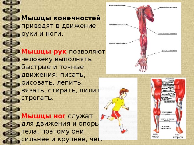 Мышцы конечностей приводят в движение руки и ноги. Мышцы рук позволяют человеку выполнять быстрые и точные движения: писать, рисовать, лепить, вязать, стирать, пилить, строгать. Мышцы ног служат для движения и опоры тела, поэтому они сильнее и крупнее, чем мышцы рук 