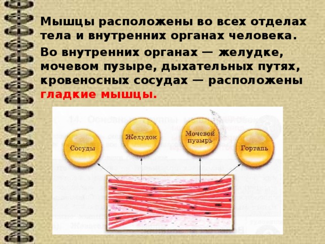 Каково значение мышечного чувства людей разных профессий. Гладкая мышца значение для организма. Как мышцы расположены в артериях. Мягкие мышцы что это значит.