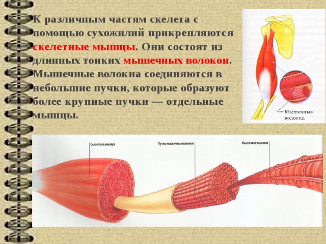 Сухожилия образованные из ткани. Скелетные мышцы прикрепляются к костям. Из чего состоит Скелетная мышца. Длинные и короткие мышечные волокна. Скелетные мышцы прикрепляются к костям с помощью сухожилий.