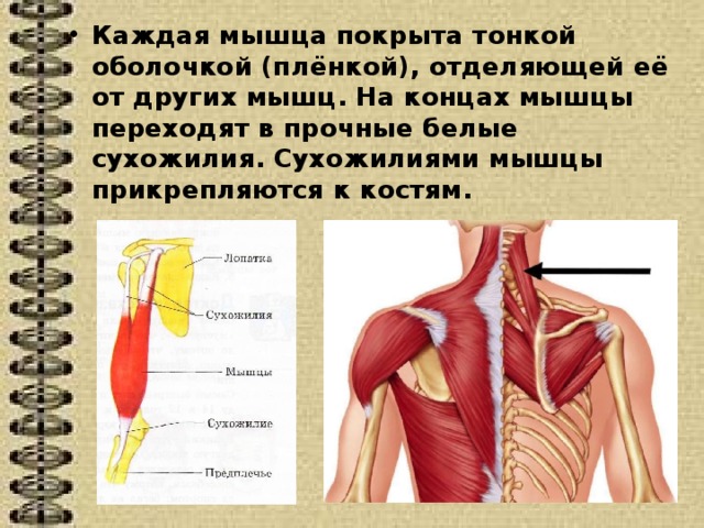 Мышцы крепятся к костям при помощи