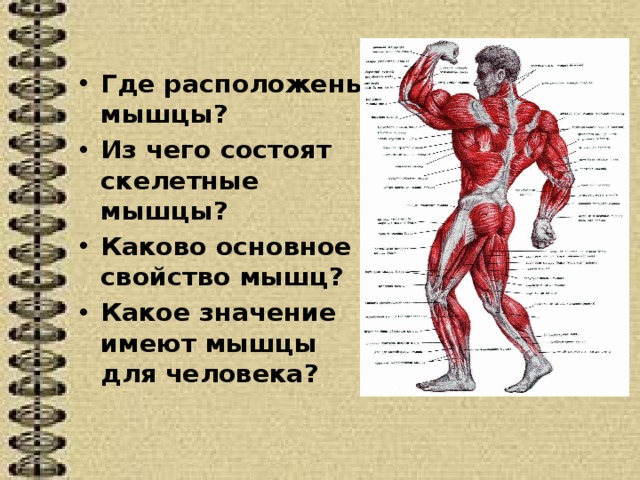 Где расположены мышцы? Из чего состоят скелетные мышцы? Каково основное свойство мышц? Какое значение имеют мышцы для человека?  