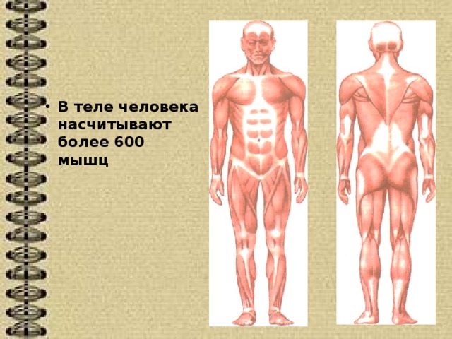 В теле человека насчитывают более 600 мышц 