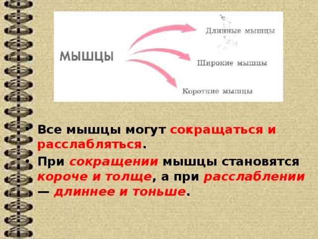 Кратчайший стал. Процесс при котором мышца становится длиннее и тоньше называется. Процесс при котором мышца становится короче и толще. Как называется процесс при котором мышца. При сокращении мышцы становятся.