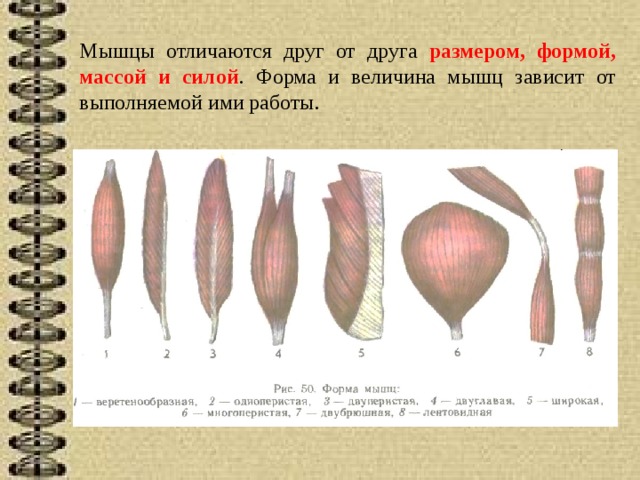 Пиксели в изображении отличаются друг от друга формой