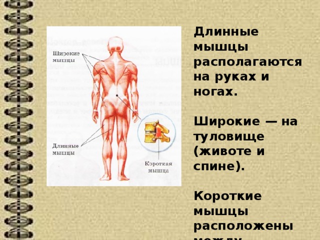Где находится подберешь. Короткие мышцы расположены. Длинные мышцы располагаются. Длинные короткие широкие мышцы. Длинные мышцы примеры.