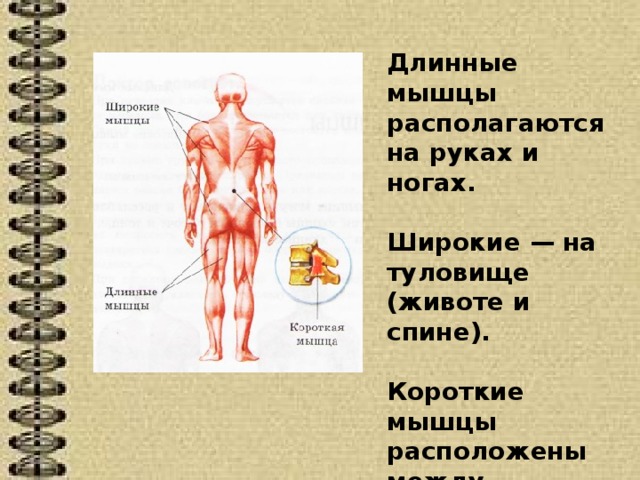 Где встречается мышечная. Короткие мышцы расположены. Длинные мышцы располагаются.