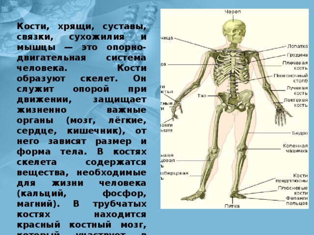 В скелете человека с помощью сустава