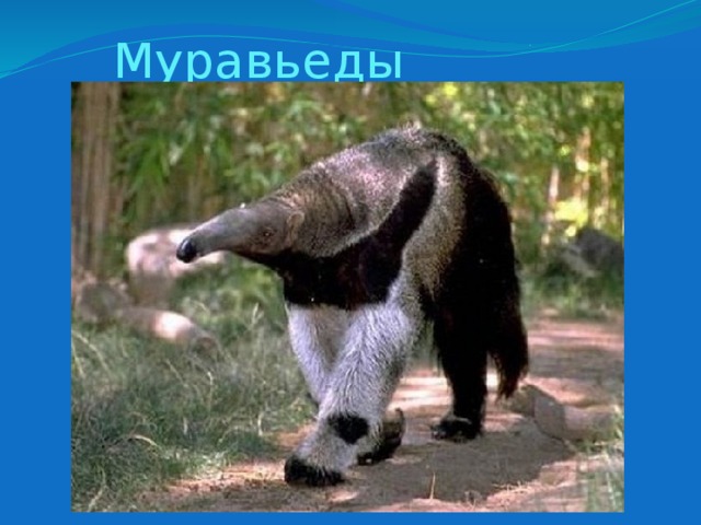  Муравьеды 