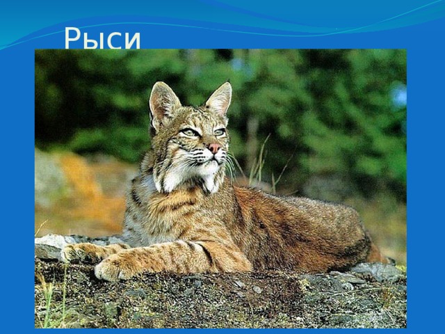 Рыси 