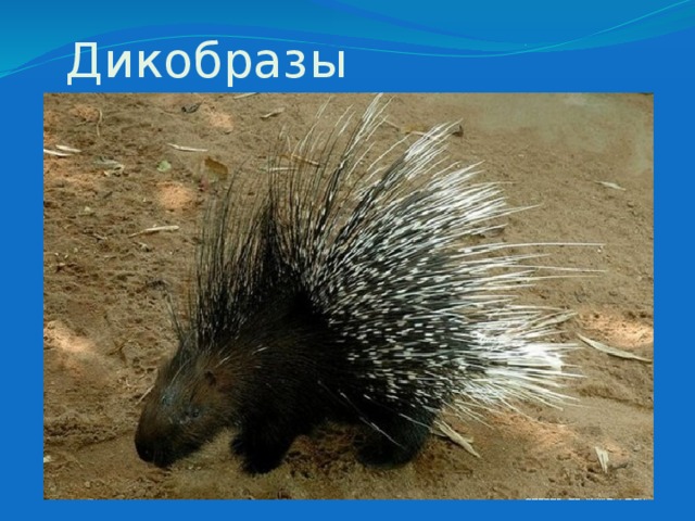 Дикобразы 