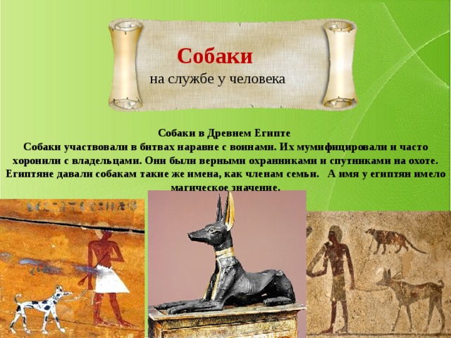 Собаки на службе у человека Собаки в Древнем Египте Собаки участвовали в битвах наравне с воинами. Их мумифицировали и часто хоронили с владельцами. Они были верными охранниками и спутниками на охоте. Египтяне давали собакам такие же имена, как членам семьи. А имя у египтян имело магическое значение. 