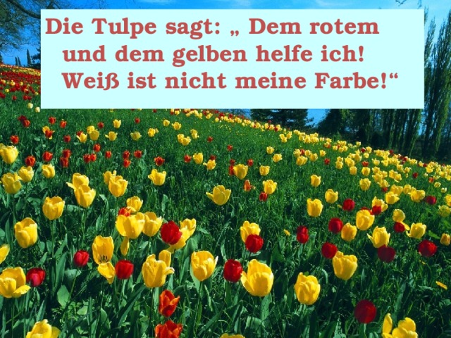 Die Tulpe sagt: „ Dem rotem und dem gelben helfe ich! Weiß ist nicht meine Farbe!“ 