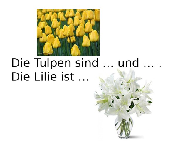   Die Tulpen sind … und … .  Die Lilie ist … .   