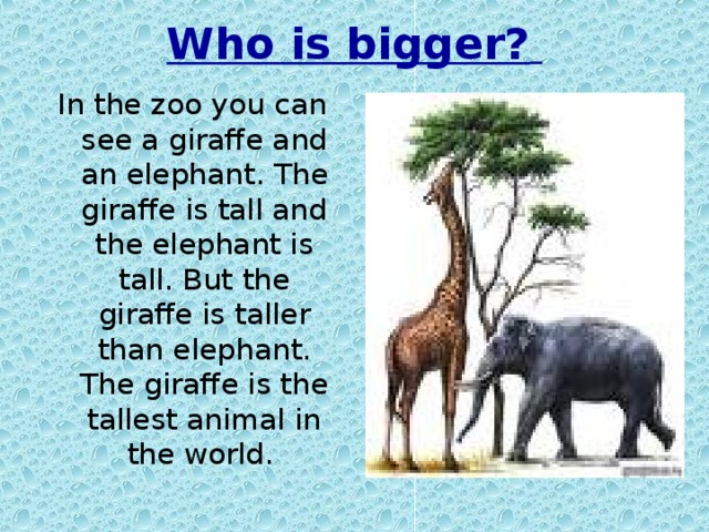 Giraffes are tall than elephants. The Elephant is in the Zoo.. The Giraffe the Giraffe is the Tallest animal. The Giraffe is Tallest than the Elephant.