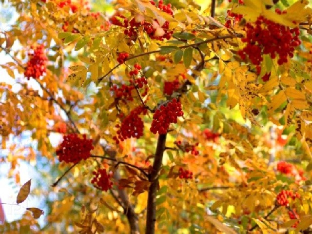 Ой, куда же мы попали? Нынче осень в нашем зале: Пожелтевшие листочки, Под кустом растут грибочки, Чуть по выше поглядим – Кисти спелые рябин! 