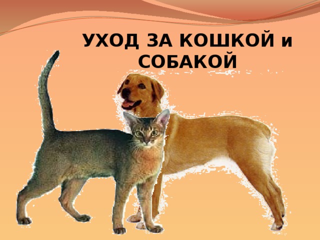 УХОД ЗА КОШКОЙ и СОБАКОЙ