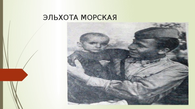 ЭЛЬХОТА МОРСКАЯ 