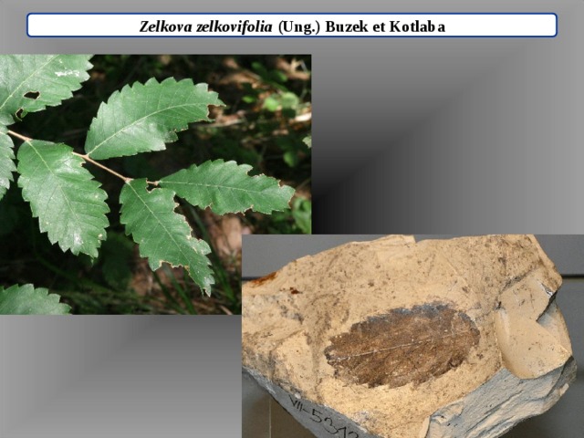 Zelkova zelkovifolia (Ung.) Buzek et Kotlaba 