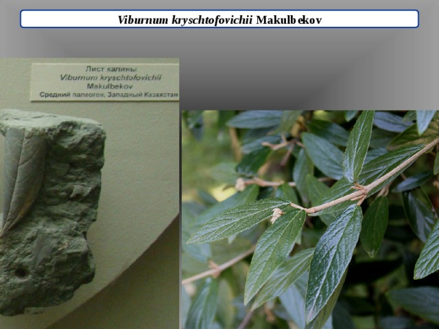Viburnum kryschtofovichii Makulbekov 