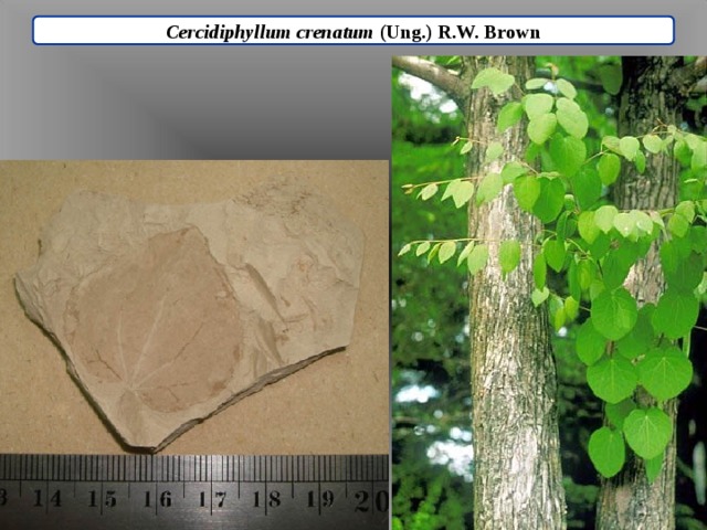 Cercidiphyllum crenatum (Ung.) R.W. Brown 