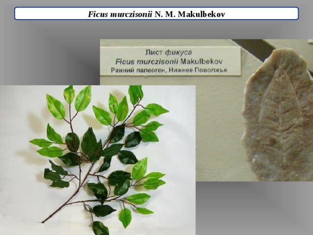 Ficus murczisonii N. M. Makulbekov 