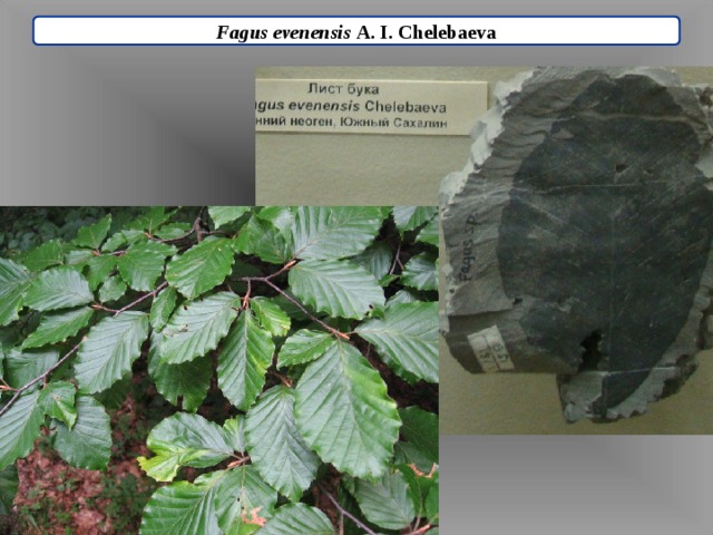 Fagus evenensis A. I. Chelebaeva 