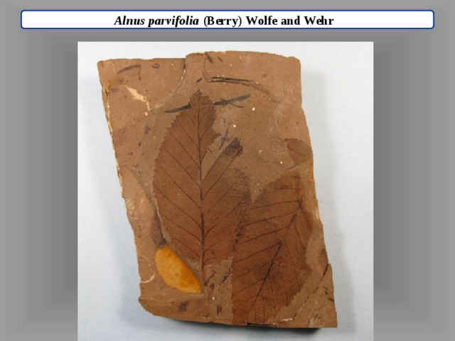 Alnus parvifolia (Berry) Wolfe and Wehr  