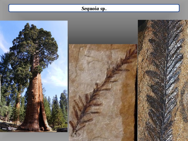 Sequoia sp. 
