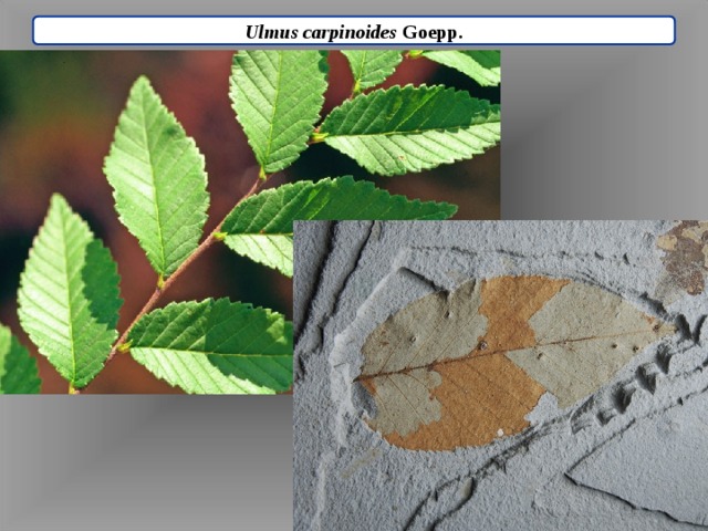Ulmus carpinoides Goepp. 