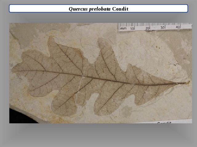 Quercus prelobata Condit 
