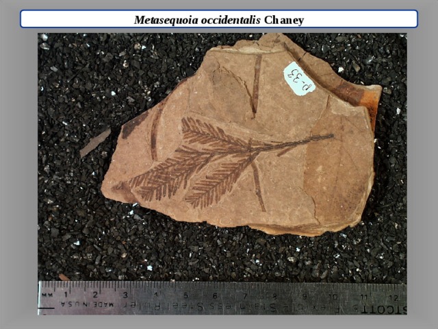 Metasequoia occidentalis Chaney 