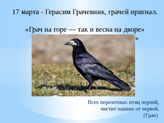 17 марта - Герасим Грачевник, грачей пригнал.  «Грач на горе — так и весна на дворе»  «Увидел грача — весну встречай»    Этот праздник на Руси совпал со временем прилета грачей, потому и получил такое народное название — день Герасима-грачевника. В народе говорили: «Грач на горе — так и весна на дворе», «Увидел грача — весну встречай».        Всех перелетных птиц черней,  чистит пашню от червей.  (Грач)    