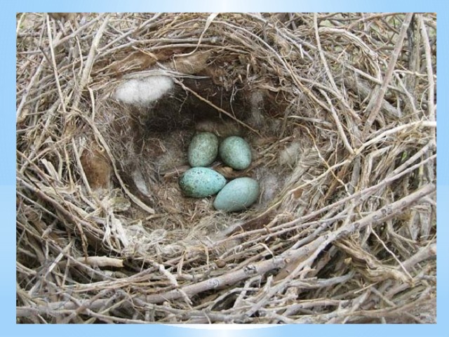  В апреле месяце мама-самка откладывает от трех до пяти зелёных с пятнышками яиц. Время насиживания – до двадцати дней.  