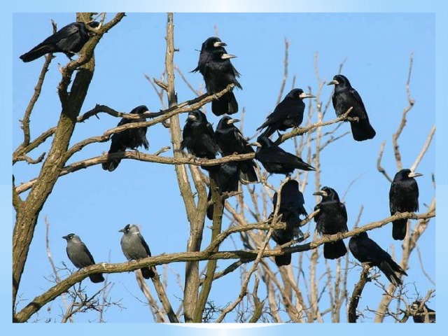  После вылета подросших птенцов родители продолжают их подкармливать, в основном насекомыми. Позже птицы сбиваются в стаи, покидают район гнездования и кочуют по полям и лугам, чаще вместе с галками.  