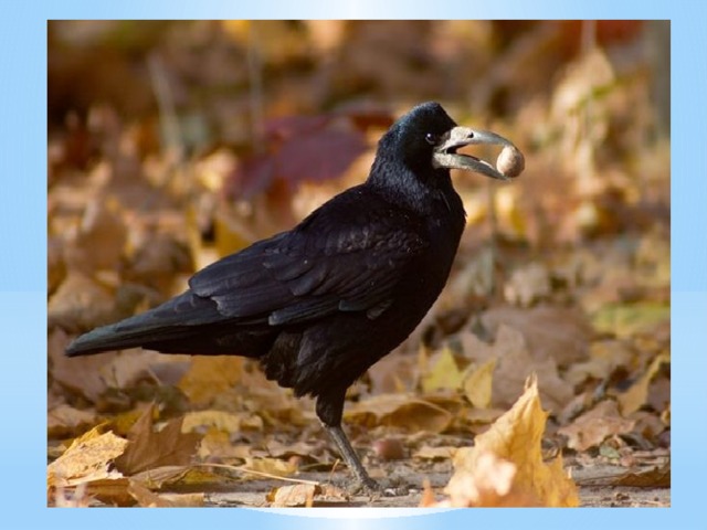 Птица грач в настоящее время относится к самым умным пернатым, которые могут накапливать опыт. К примеру, человека, который когда-то испугал их, они могут узнавать даже если он сменит одежду. Кроме того, они могут с легкостью запоминать конкретные опасные предметы, к примеру, огнестрельное оружие. Благодаря острому уму и пытливости эти создания разрабатывают все новые способы добычи пищи. К примеру, нередко грачи кидают на дорогу орехи, чтобы проезжающие машины их раскалывали. Некоторые птицы, чтобы не погибнуть под колесами, делают это под светофорами. Они различают цвета и подметили, что на красный свет автомобили останавливаются, и орех можно собрать, не опасаясь колес.  