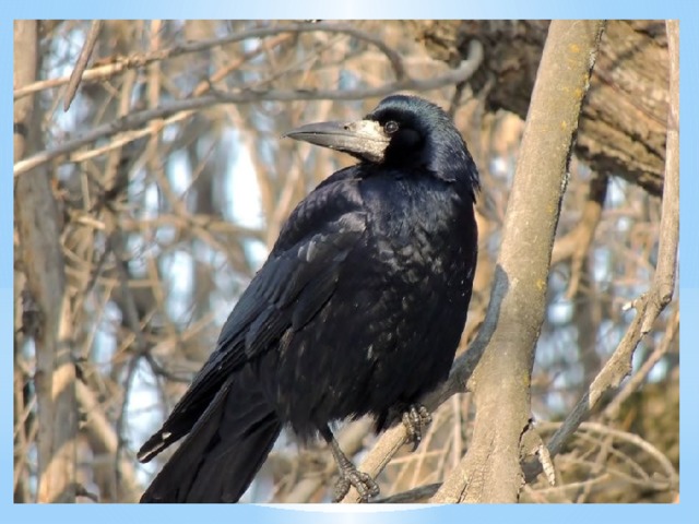 В летнее время грачи предпочитают селиться в лесной чаще, причем желательно возле русел рек. Кроме того, им нравятся высокие деревья, располагающиеся не далеко возле полей, где не только можно разжиться вкусными зернами, но и насекомыми.   