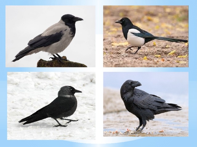 Вороновые (врановые) – это ворон, серая и черная вороны, сорока, сойка, галка, грач и другие. Причем черный ворон и серая ворона совсем «не муж и жена» друг для друга, а птицы, относящиеся к двум разным видам. Грач внешне похож на ворону, но стройнее её, и, в отличие от своей ближайшей родственницы, ведущей одинокий образ жизни, предпочитает жить в колониях.  