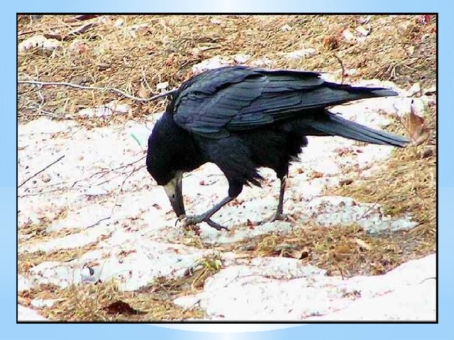 Грач – перелётная птица, она возвращается на родину в марте, и, как говорится, открывает весну. Интересно, что грачи обычно летят с той же скоростью, с какой продвигается фронт теплого воздуха, — около 50 километров в сутки. А зимует на побережье Черного моря, в Средней Азии и Северной Африке. Для весеннее- осенних перелётов грачи собираются в огромные стаи. Период прилёта в разных местообитаниях падает на период с февраля по апрель.  