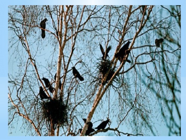 Наблюдательные люди знают, что если грачи, прилетев, сразу принимаются за починку своих гнезд, то весна будет скорой и дружной. А вот если птицы, посидев на гнездах непродолжительное время, снова взлетают, холода продержатся еще несколько дней. Крестьяне использовали грачей как своего рода посевной календарь: если птицы сели на гнезда, то уже через неделю можно выходить в поле.  