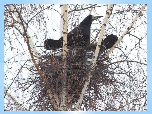  В их сооружении участвуют оба партнера: самец приносит ветки, а самка их укладывает. Гнезда грачи обычно устраивают на деревьях с хорошо развитыми кронами и удобными развилками ветвей.  