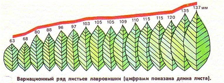 Модификационная кривая. Норма реакции вариационная кривая. Норма реакции модификационной изменчивости. Норма реакции листьев лавровишни. Норма реакции вариационный ряд.