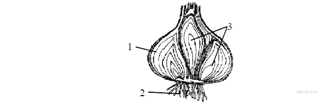 Изображен на рисунке под буквой. Побег луковица ЕГЭ биология. Элементы строения луковицы. Строение луковицы ЕГЭ. Элементы строения лука ботаника.